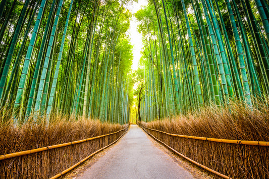 The Sustainability of Bamboo: Unveiling Its Role in the Green Revolution