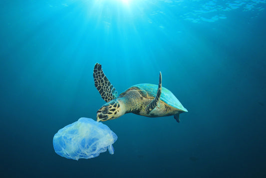 5 reasons why plastic waste has become such a big problem